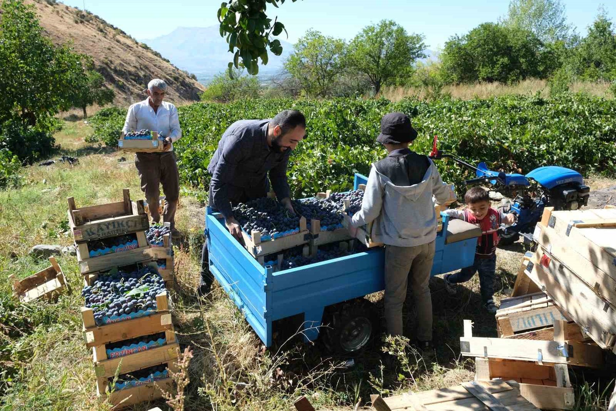 Erzincan’ın siyah incisi Cimin üzümünde hasat zamanı