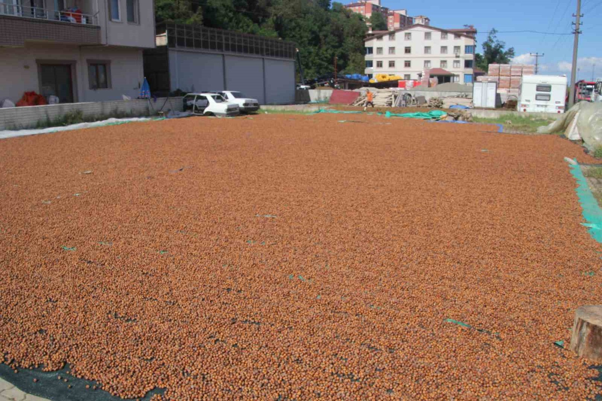 Ordu\'da yüksek kesimde hasat edilen fındıklar sahil kesiminde kurutuluyor