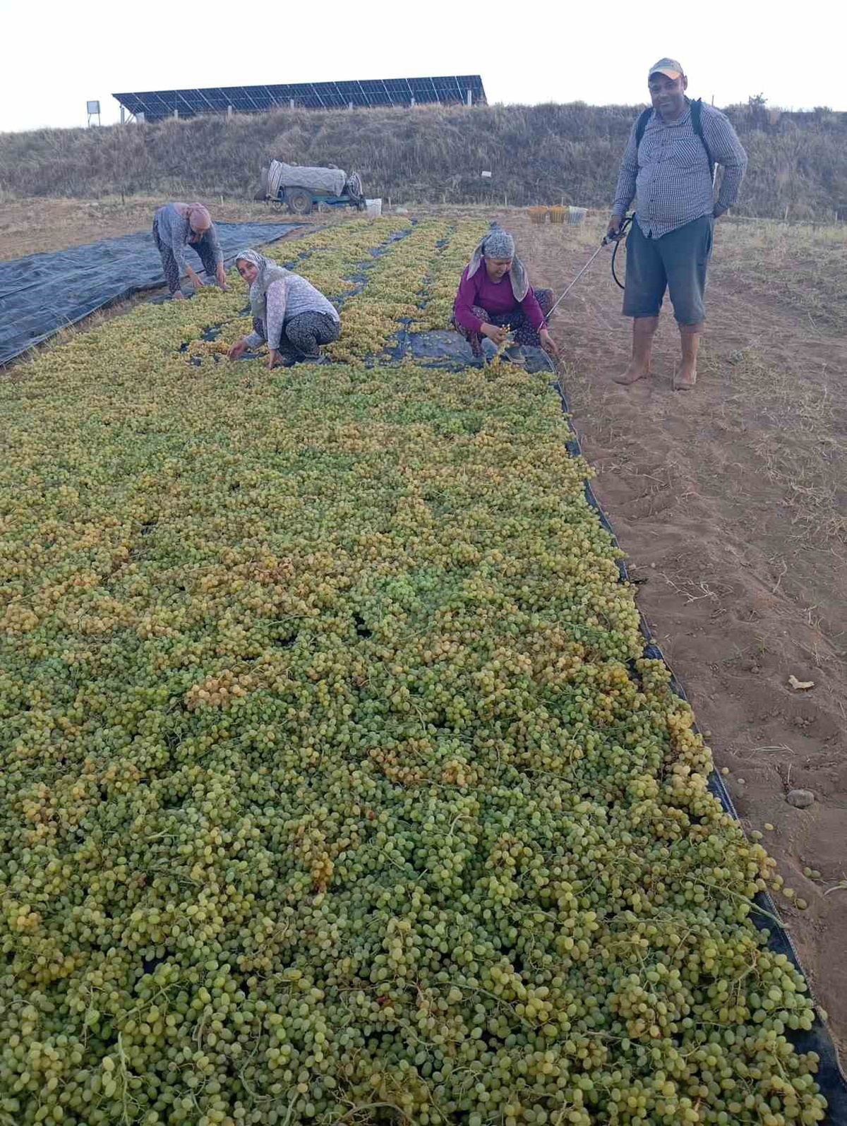 Manisa Sarıgöl'de fiyat dengesizliği üreticiyi kuru üzüme yöneltti