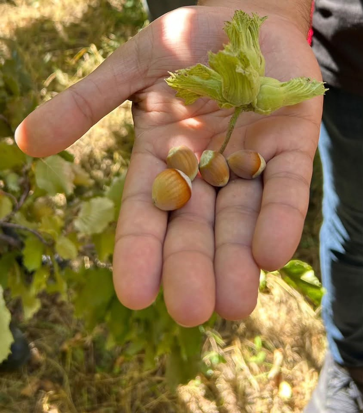 Erzincan Kemah'ta fındık hasadına Kaymakam Tutay da katıldı, üreticiye bereket diledi