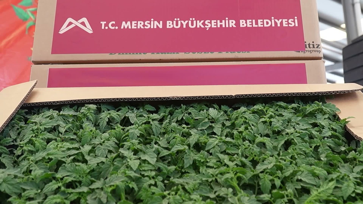 Mersin Büyükşehir Belediyesi\'nden Erdemlili üreticilere domates fidesi desteği