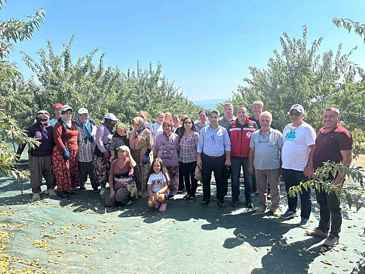 Şarköy\'de badem hasadı başladı, 17 bin 500 ağaçtan 17,5 ton iç badem beklentisi var