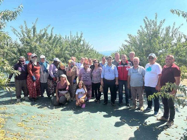 Şarköy'de badem hasadı başladı, 17 bin 500 ağaçtan 17,5 ton iç badem beklentisi var