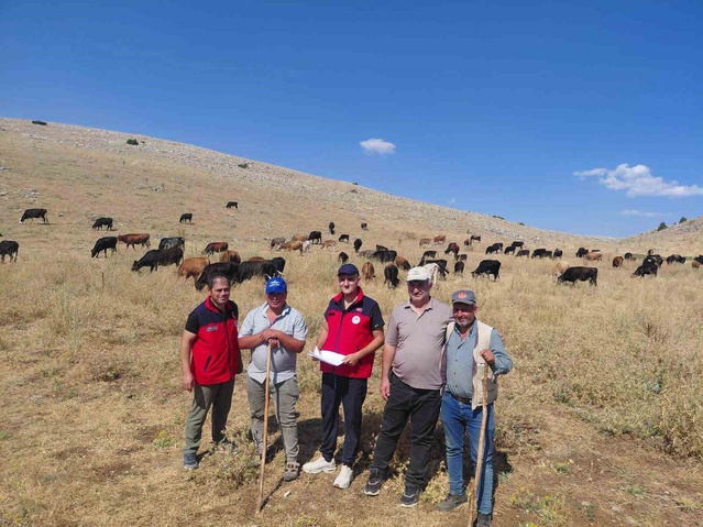 Afyonkarahisar Çay'da Yerli Kara sığırlarının ıslahı için saha çalışması yapıldı