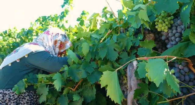 Erzincan'da 75 yaşındaki Güldursun teyze Cimin üzümü hasadını sürdürüyor