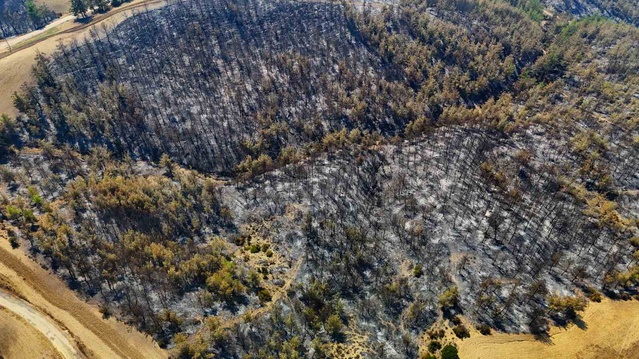 Adana'da 3 ilçeye sıçrayan orman yangınının tahribatı havadan görüntülendi