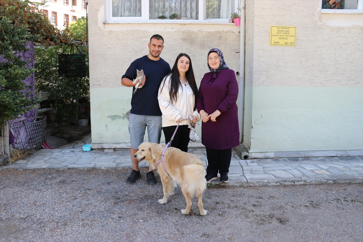 Amasya\'da yavru kediye golden cinsi köpek annelik yapıyor