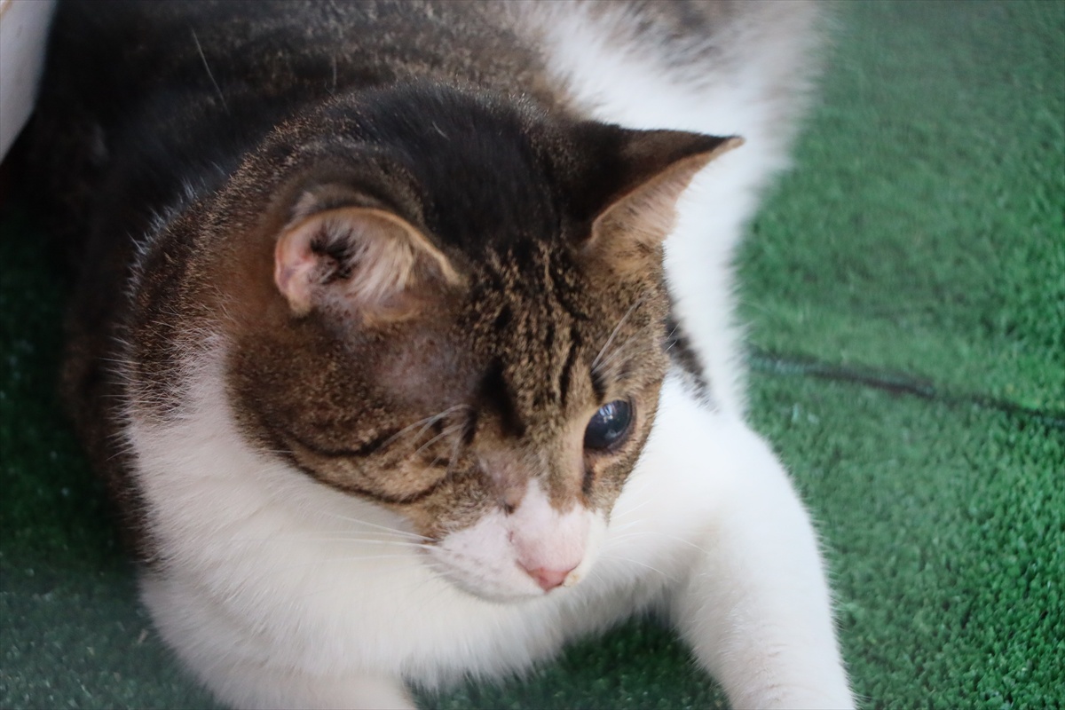 Bodrum\'da görme engelli 6 kedi için bakımevi açıldı, açılışta özel bireylere destek vurgusu