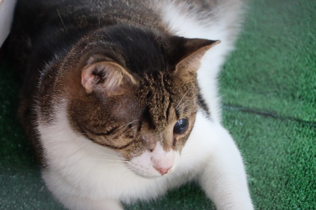 Bodrum'da görme engelli 6 kedi için bakımevi açıldı, açılışta özel bireylere destek vurgusu