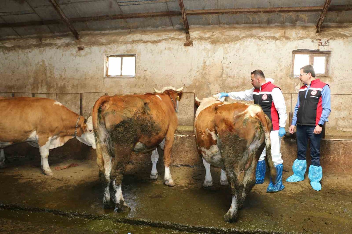 Erzincan Refahiye\'de hayvanlar için 2026 kene mücadelesi başlatıldı