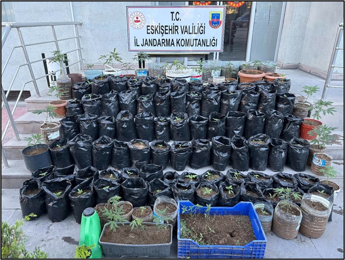 Eskişehir Mahmudiye\'de 161 kök Hint keneviri ele geçirilen operasyonda 1 zanlı tutuklandı