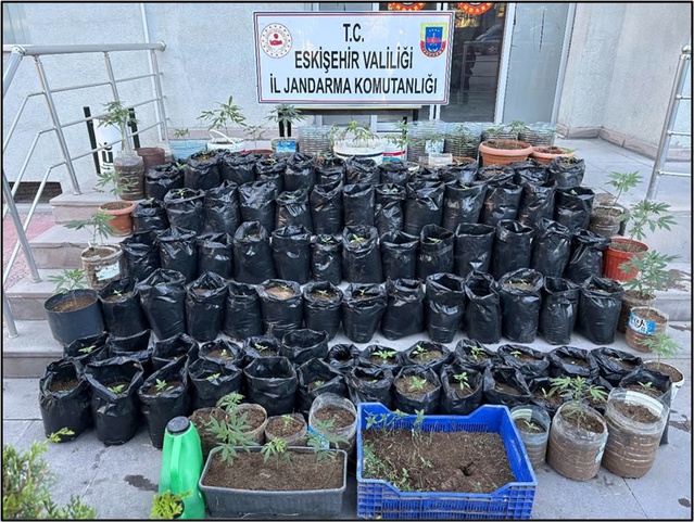 Eskişehir Mahmudiye'de 161 kök Hint keneviri ele geçirilen operasyonda 1 zanlı tutuklandı