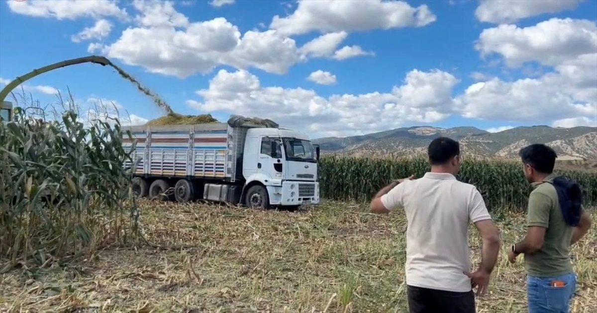 Göynücek\'te silajlık mısır hasadı başladı, dekara 6,5-7 ton verim alınıyor