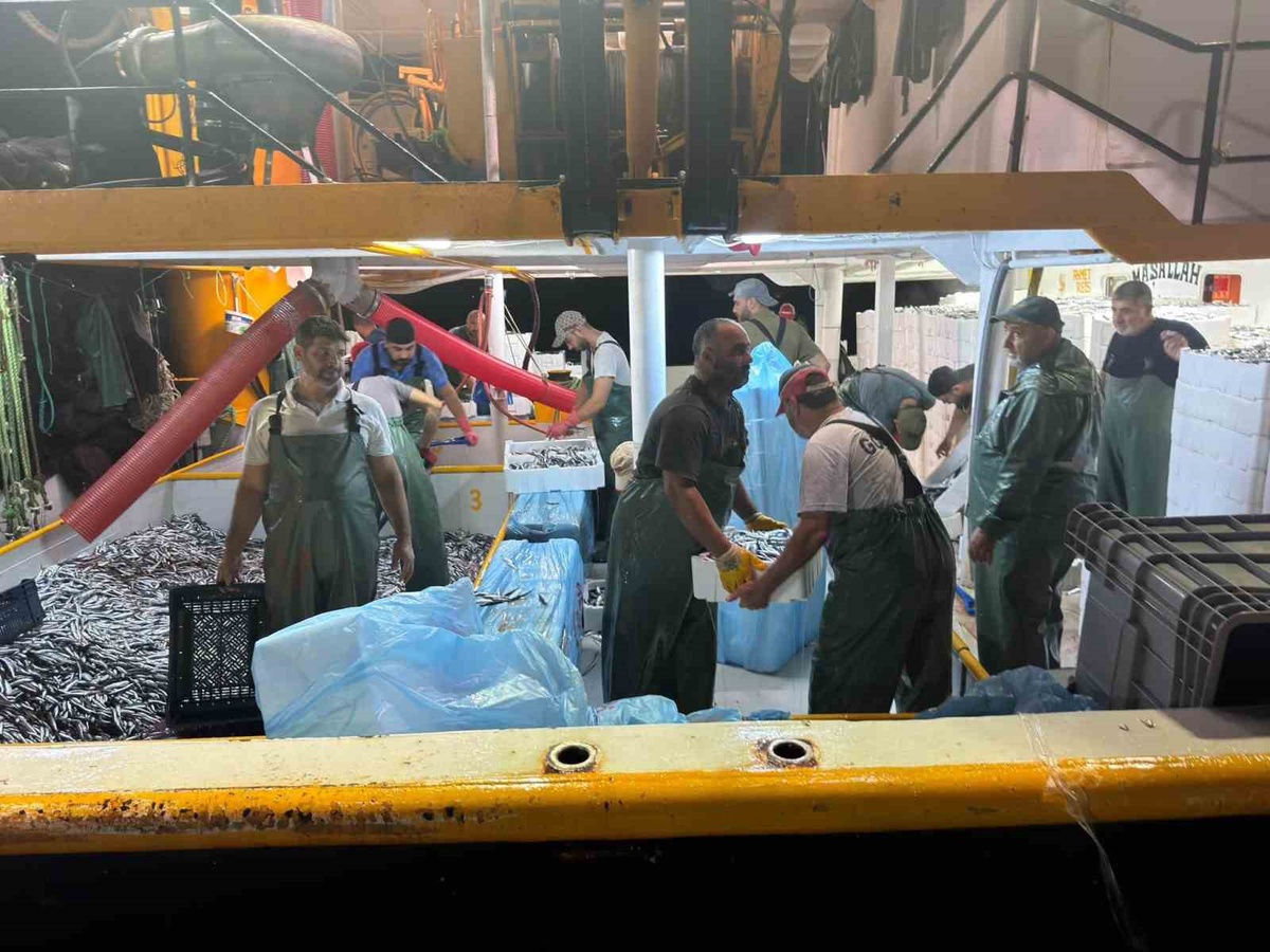 Didim\'de hamsi kotası denetimi sürüyor, balıkçıların kayıtları kontrol ediliyor
