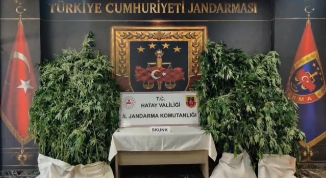 Hatay'da jandarma operasyonu, Samandağ'da 371 kök kenevir ele geçirildi