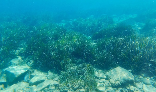 Kuşadası Körfezi'nde 2 günde 4 deniz kaplumbağası ölü bulundu