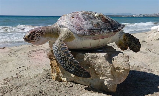 Kuşadası'nda 4 ölü deniz kaplumbağası kıyıya vurdu, ölüm nedeni araştırılıyor