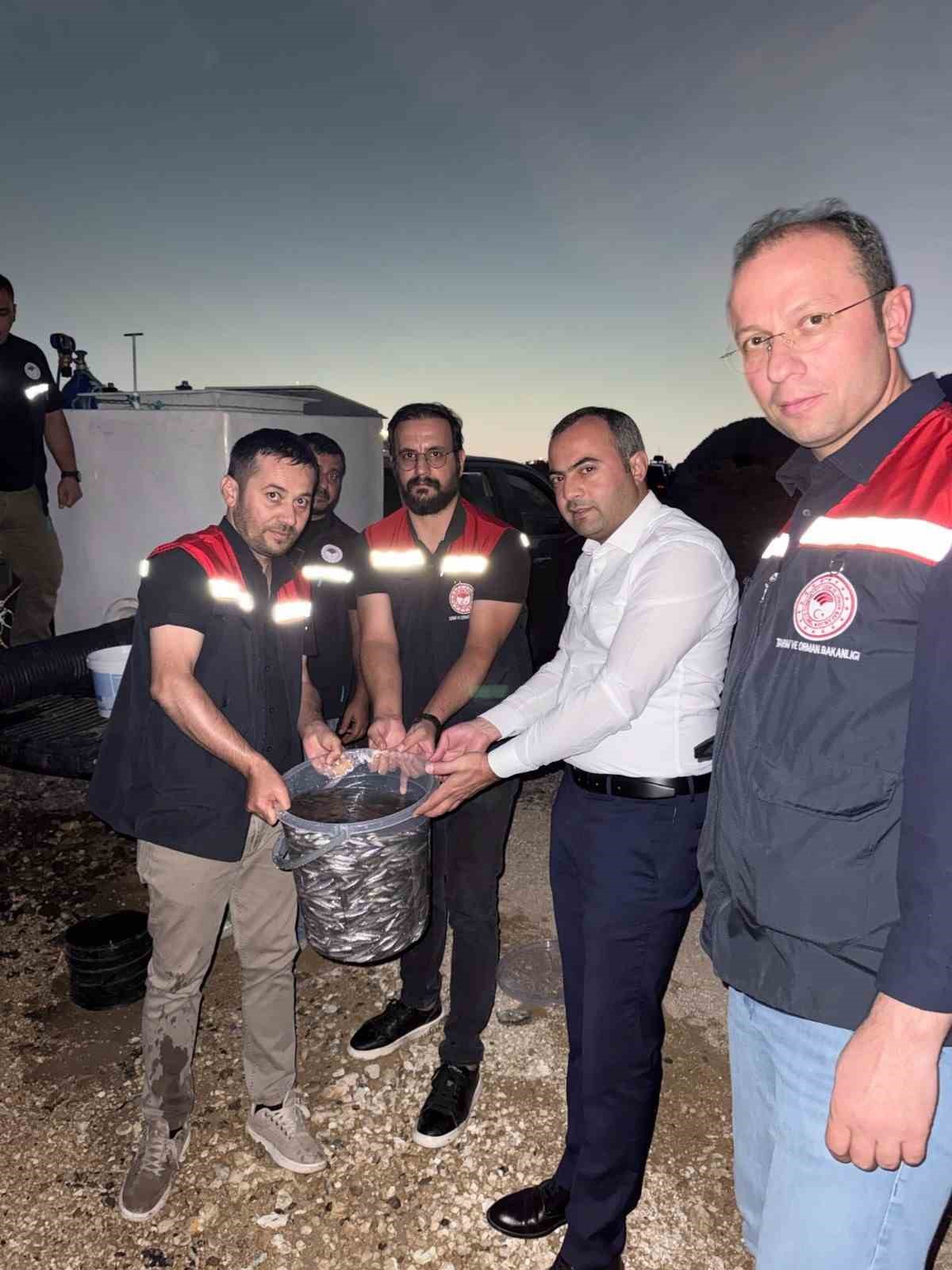 Mardin Dargeçit\'te Ilısu Barajı\'na 1 milyon şabut balığı bırakıldı