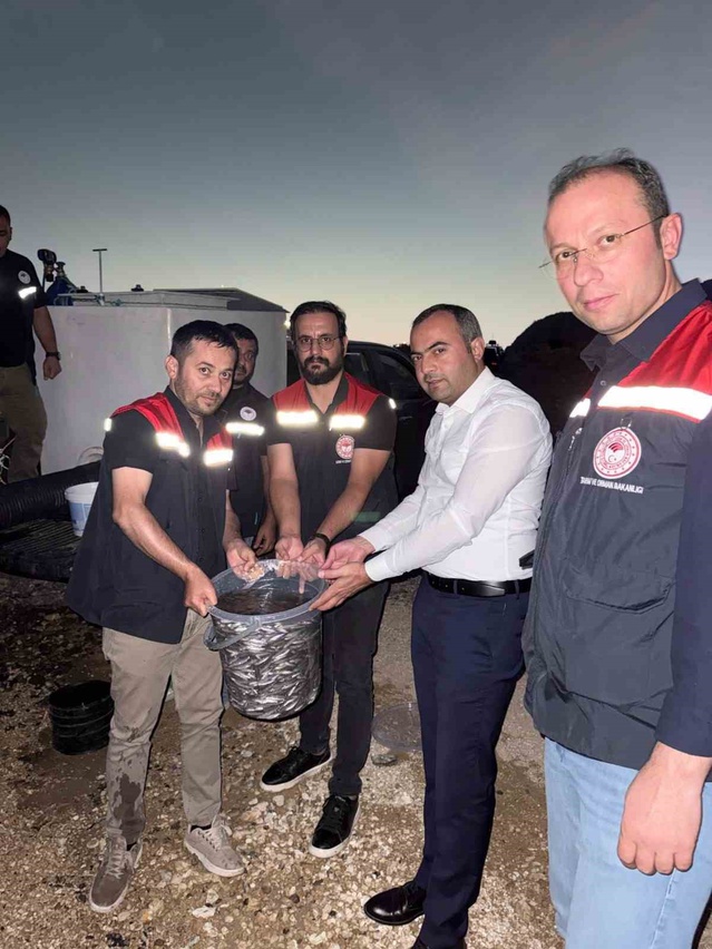 Mardin Dargeçit'te Ilısu Barajı'na 1 milyon şabut balığı bırakıldı