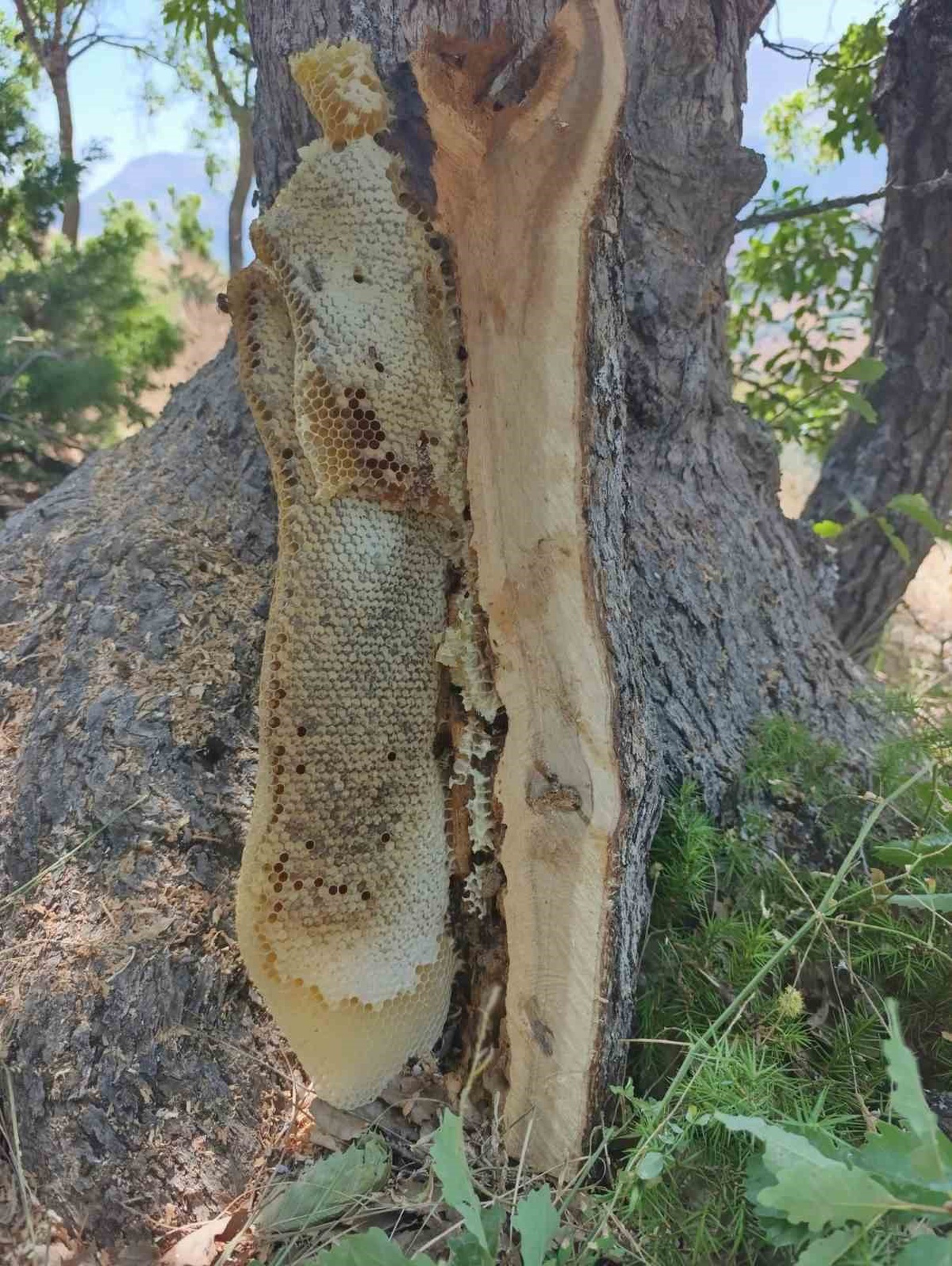 Elazığ Palu\'da ağaç kovuğundan kilolarca doğal bal çıkarıldı
