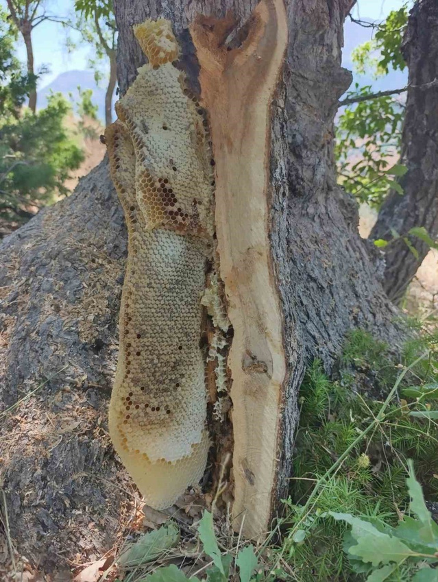 Elazığ Palu'da ağaç kovuğundan kilolarca doğal bal çıkarıldı