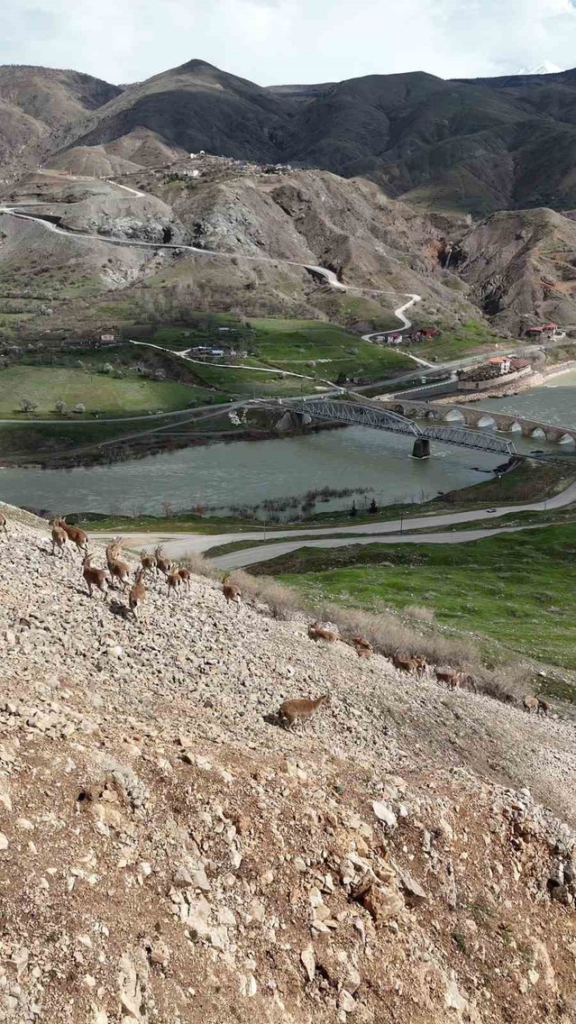 Elazığ Palu'da koruma altındaki dağ keçileri dronla görüntülendi