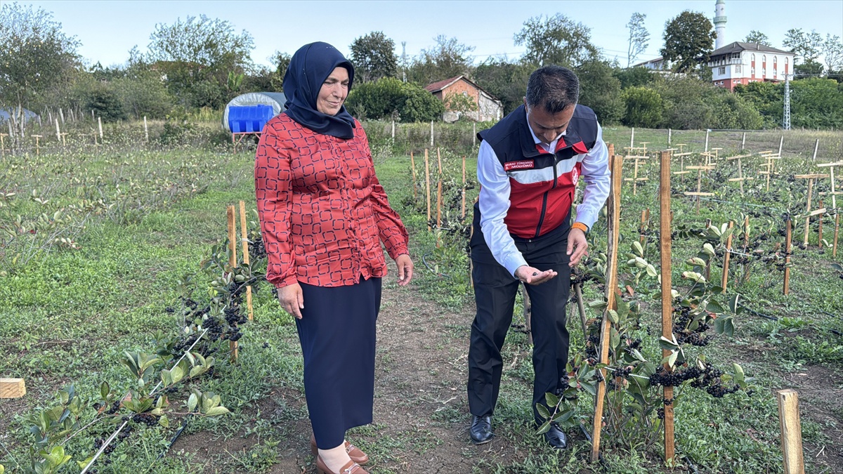 Bartın\'da organik aronya üreticisi Kıvanç, fidan sayısını 600\'e çıkardı