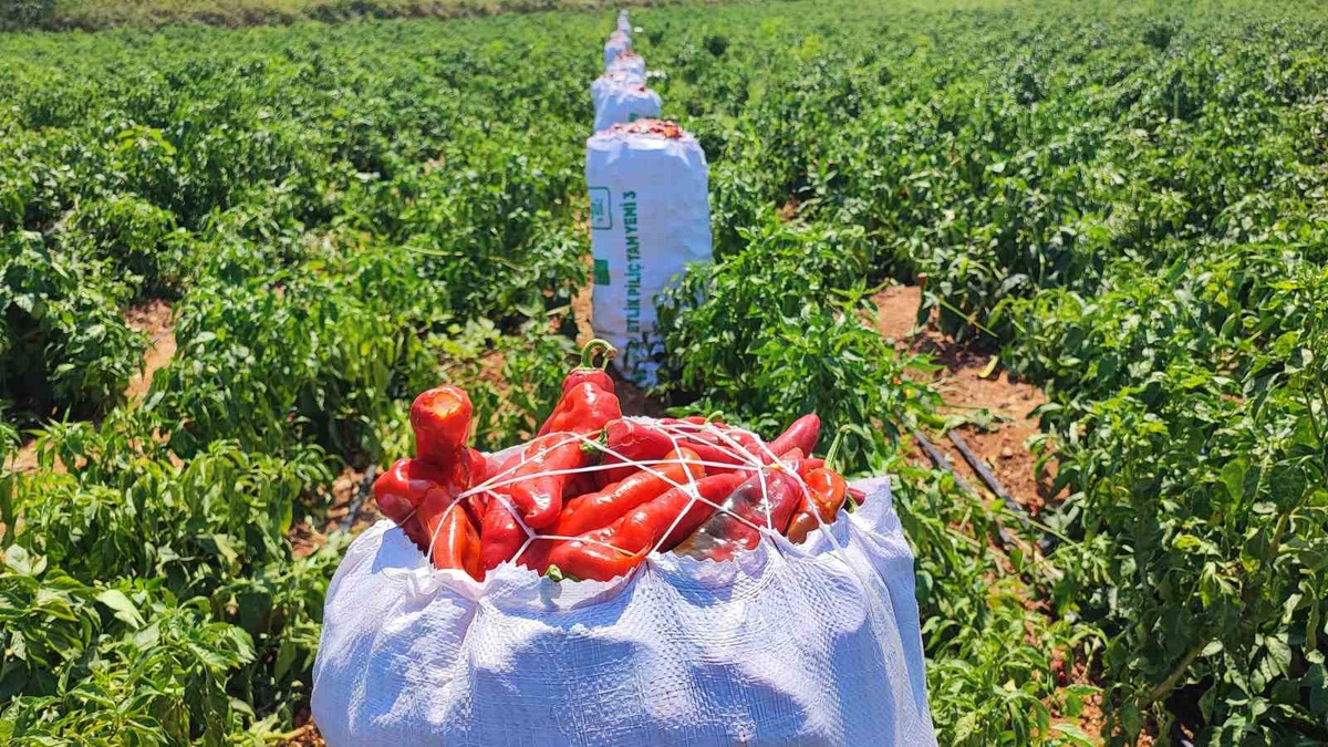 Adana Çukurova'da biber tarlasından 1 ton salçalık biber çalındı