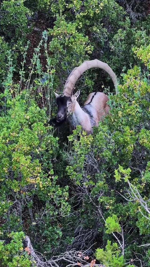Honaz Dağı'nda 'şelek boynuzlu' nadir yaban keçisi görüntülendi