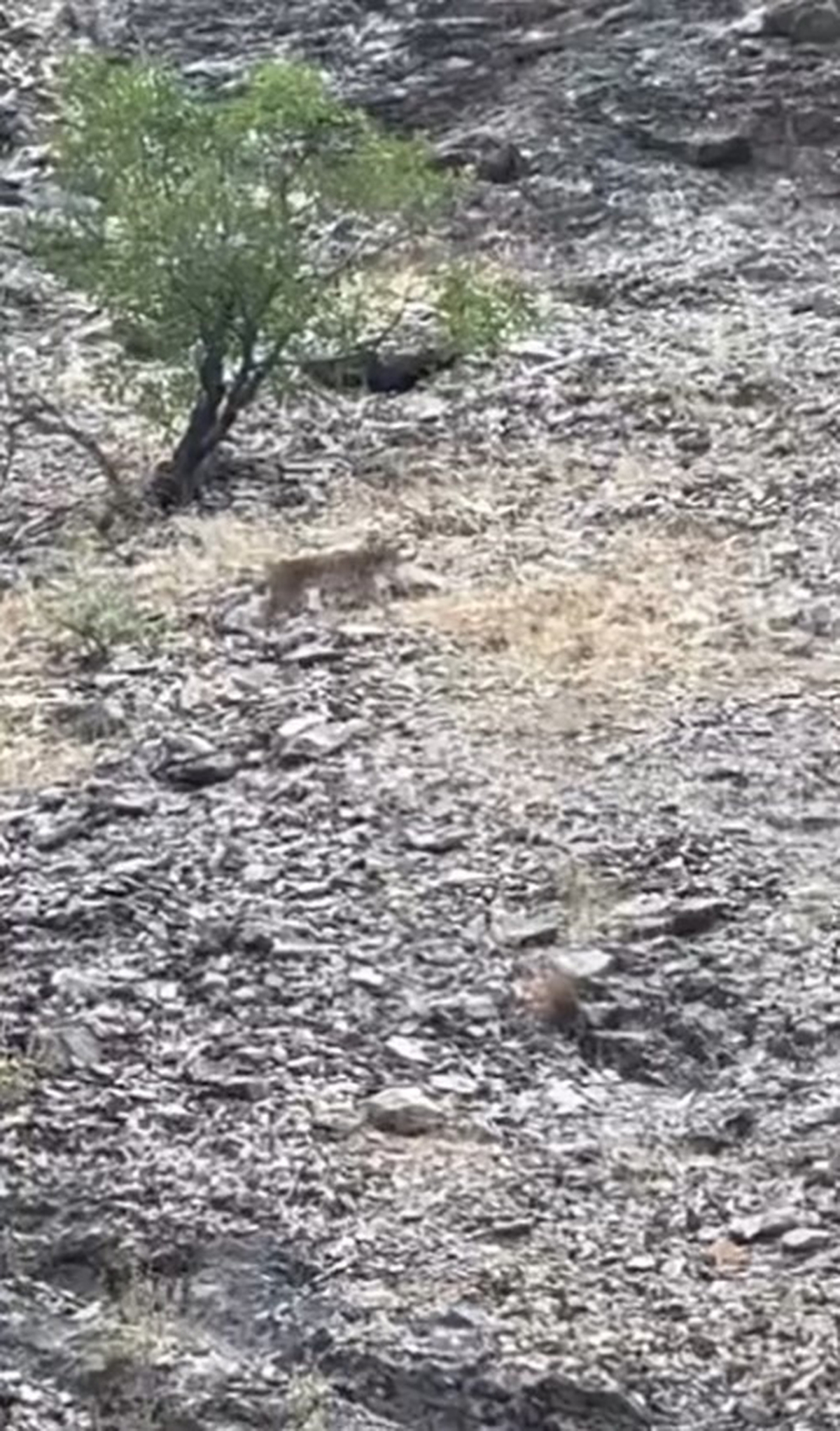 Tunceli Kutudere\'de nesli tükenme tehlikesindeki vaşak görüntülendi