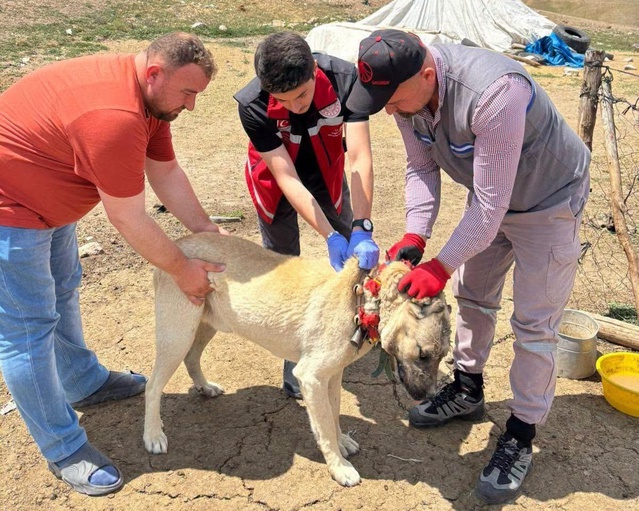 Yozgat Valiliği köpek sahiplerini uyardı, kayıt yaptırmayana 10 bin 423 lira ceza