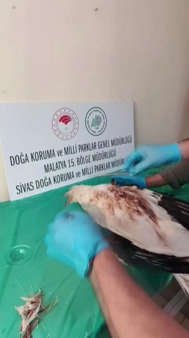 Sivas'ta vurularak yaralanan leylek tedavinin ardından Kızılırmak'a salındı