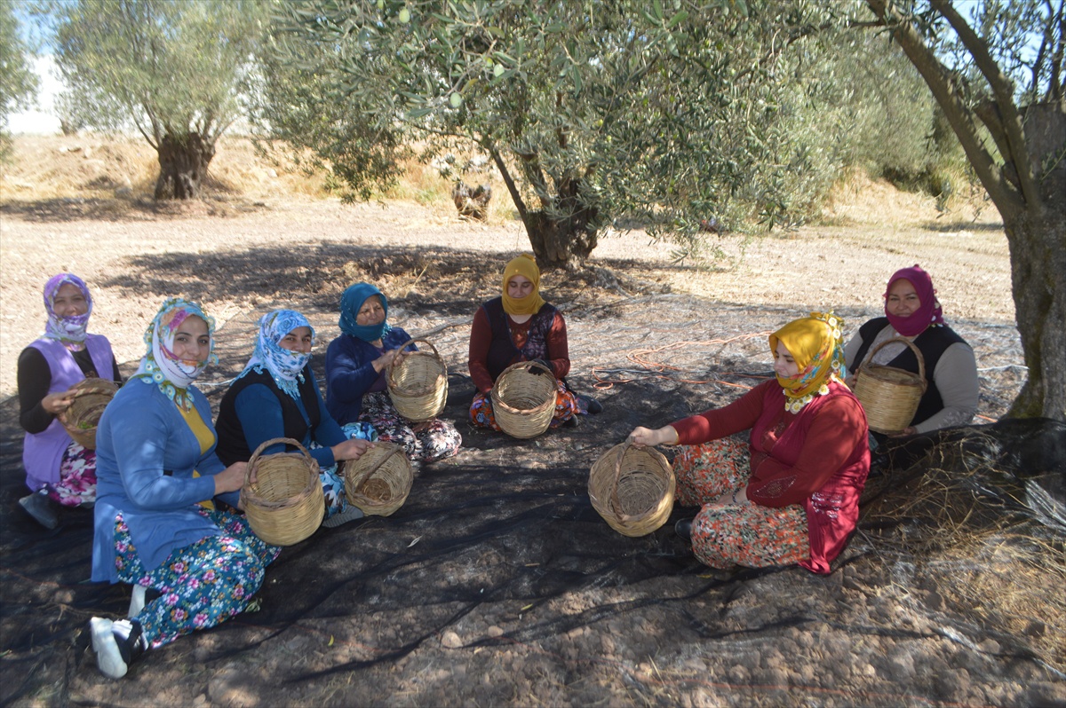 Ayvalık\'ta 7. geleneksel zeytin hasadı başladı, üretimde artış bekleniyor
