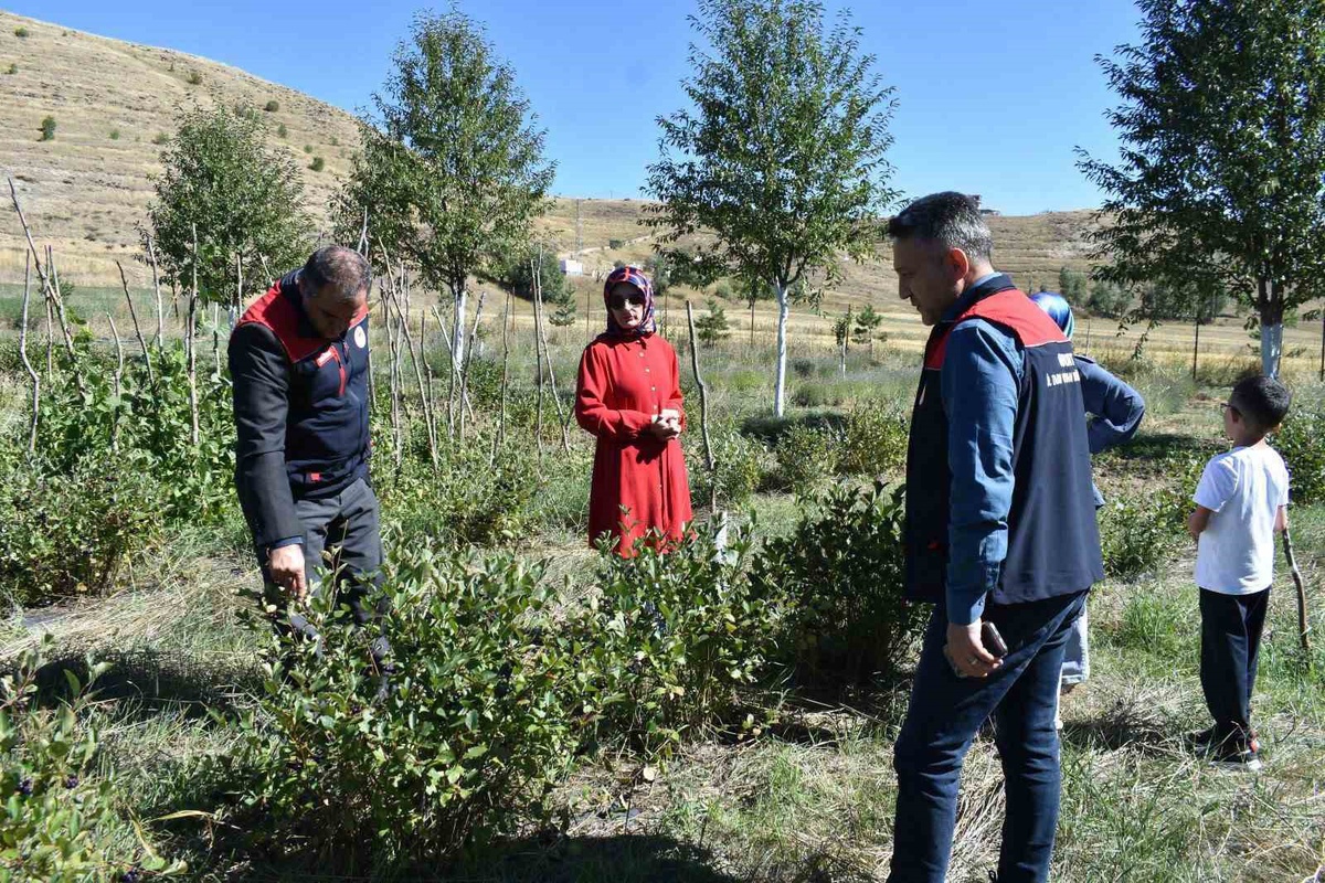 Bayburt\'ta aronya üreticisi Önder Turan\'a Tarım Müdürlüğünden saha ziyareti yapıldı