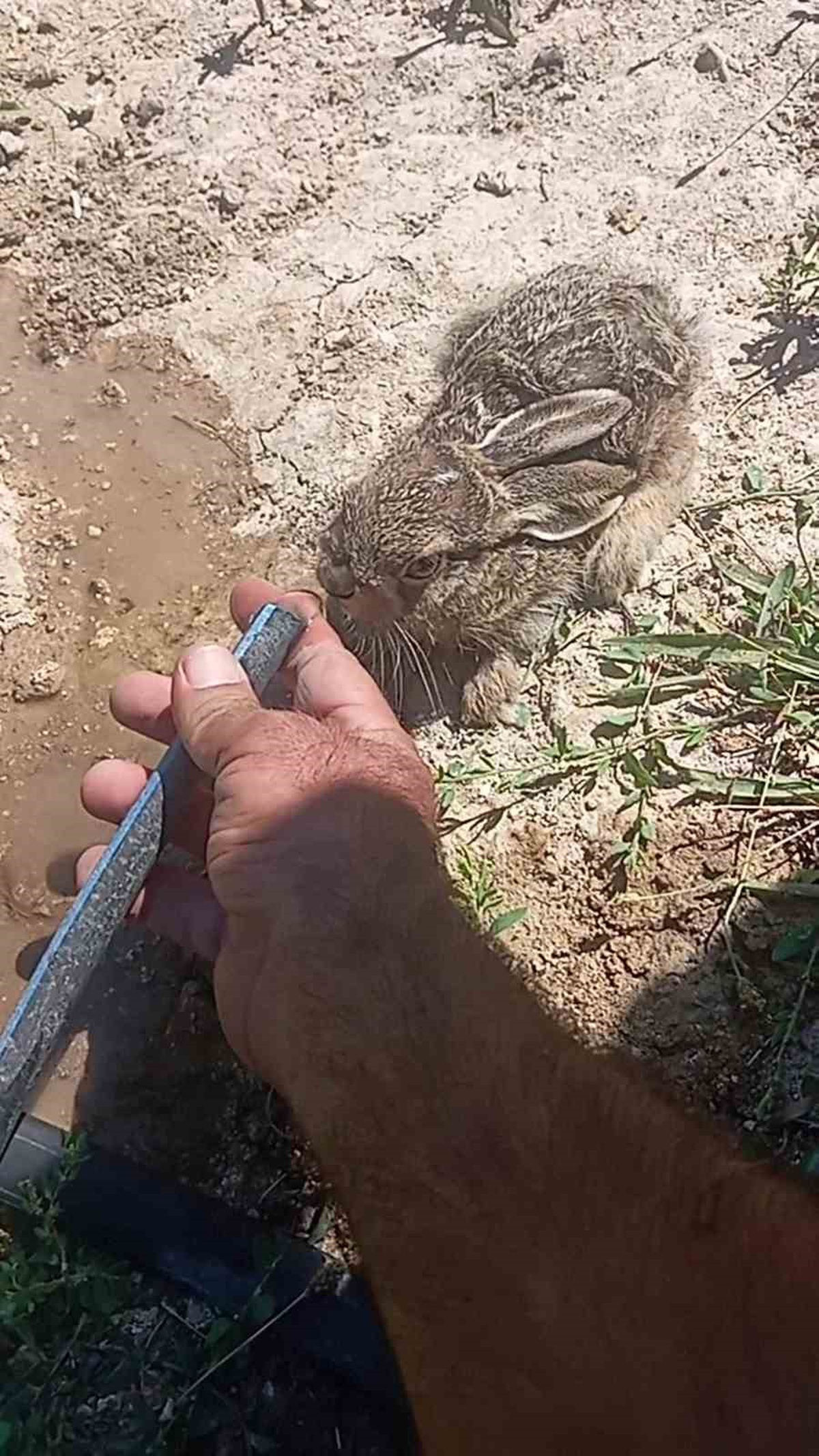 Mersin Mut\'ta çiftçi ve oğlu, susuz kalan yavru tavşana elleriyle su içirdi