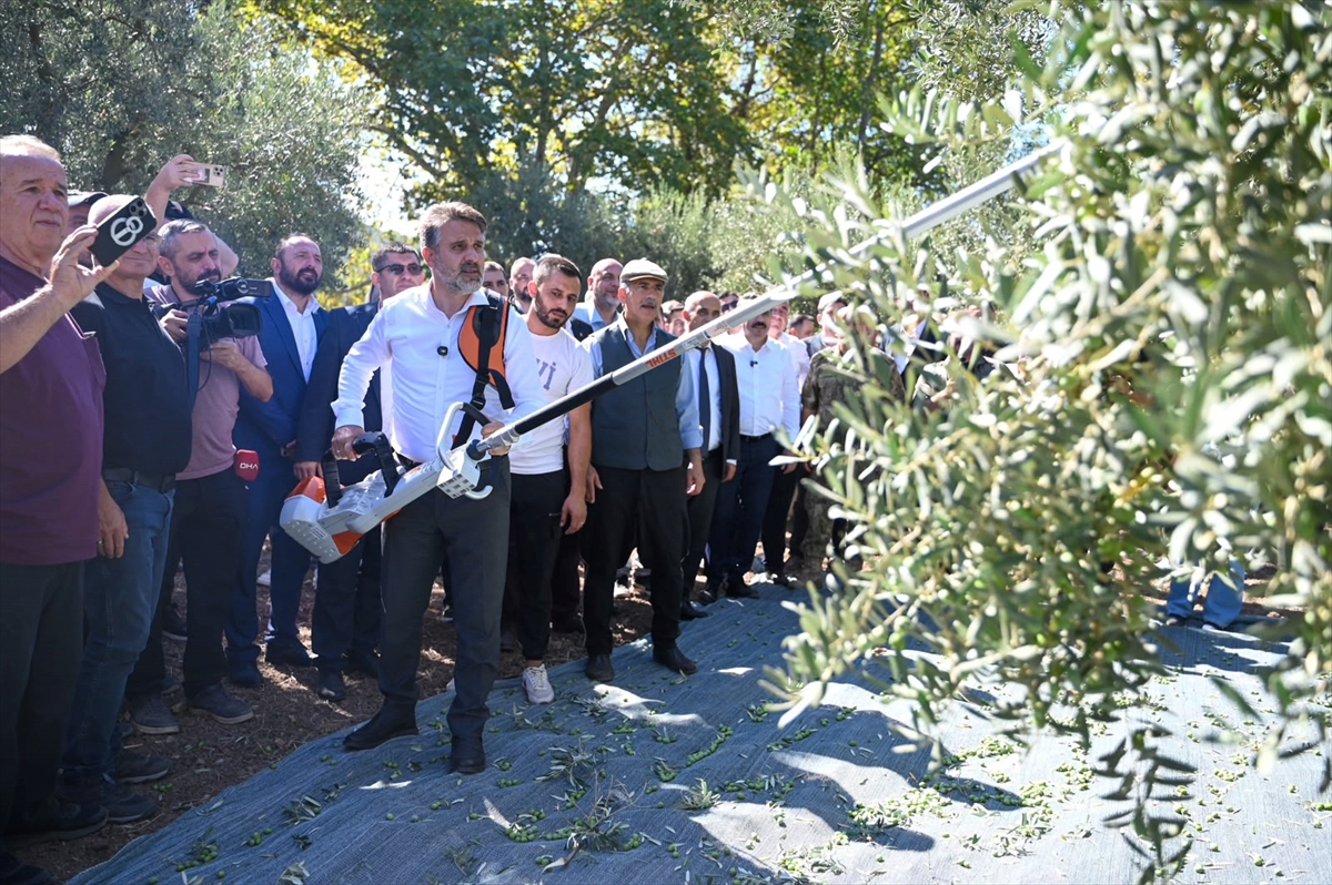 Gemlik\'te 2. Zeytin Hasat Şenliği\'nde sezonun ilk zeytinleri dualarla toplandı