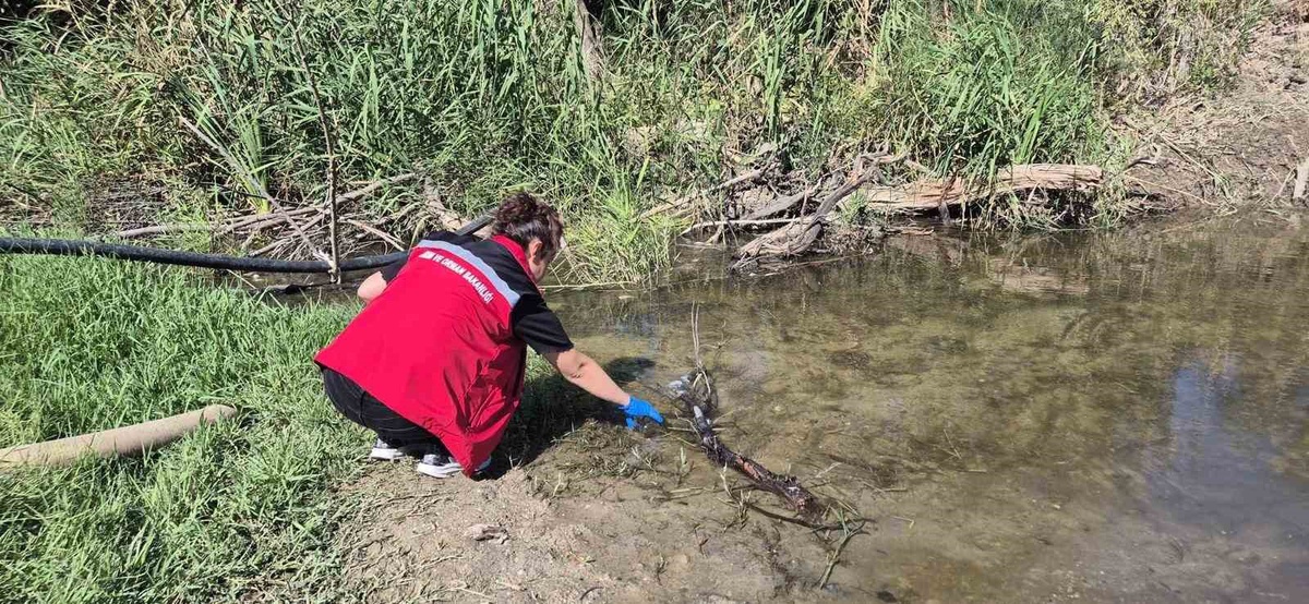 Saray Çayla Deresi'nde balık ölümleri durdu, kesin neden laboratuvarda belirlenecek