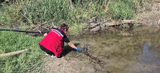 Saray Çayla Deresi'nde balık ölümleri durdu, kesin neden laboratuvarda belirlenecek