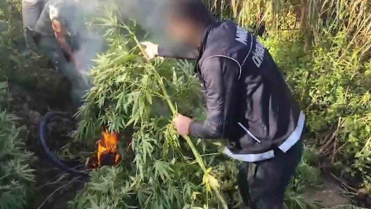 Diyarbakır\'da hava destekli operasyonda 25 bin 625 kök kenevir imha edildi
