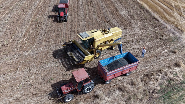 Edirne'de ayçiçeği üreticisinin yüzü yağışla güldü, ortalama verim 170-180 kiloya çıktı