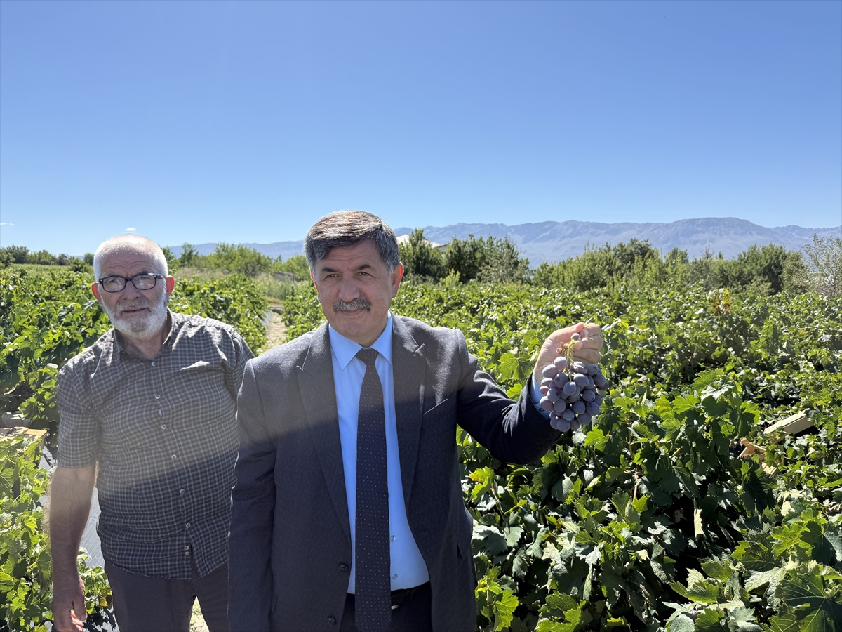 Erzincan Valisi Aydoğdu, Cimin üzümü hasadında yaprak müjdesi verdi