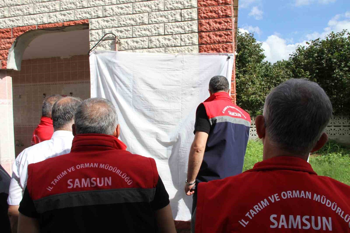 Samsun\'da kahverengi kokarcaya karşı 26 bin feromon tuzağı kuruldu