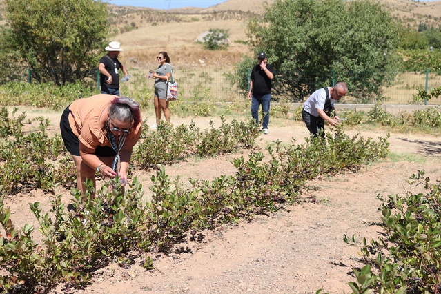 Avanos'ta turistler aronya hasadına katıldı, belediye tarımla turizmi güçlendirmeyi hedefliyor