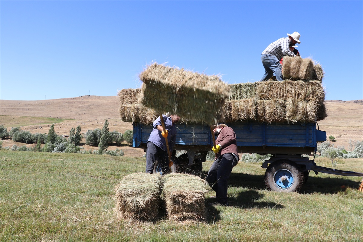 Ağrı Taşlıçay\'da kar geç eridi, çiftçilerin ot mesaisi uzadı