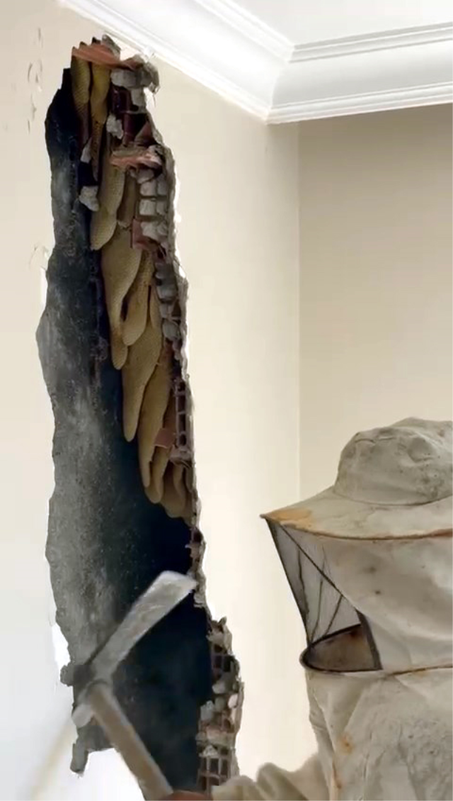 Kentsel dönüşümde sürpriz! Duvarın içinden 25 kilo petek bal çıktı