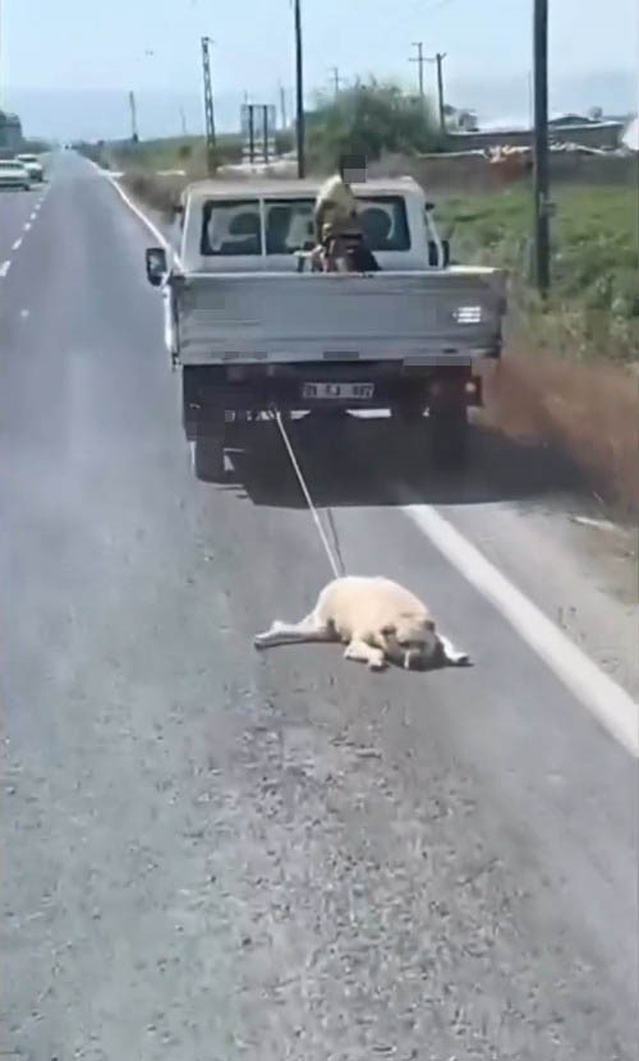 Şanlıurfa'da kamyonetin arkasına bağlanan köpek sürüklenerek götürüldü