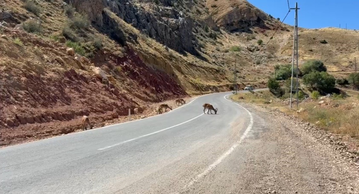 Tunceli-Hozat karayolunda 40 dağ keçisi cep telefonuyla görüntülendi