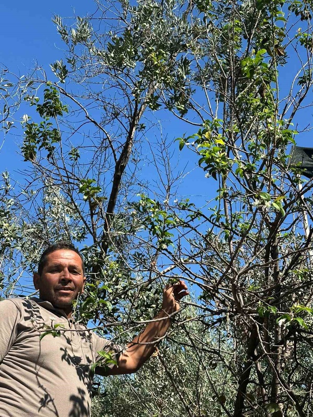 Muğla Yatağan'da 12 yıl önce dikilen erik ağacı mevsimsiz çiçek açtı