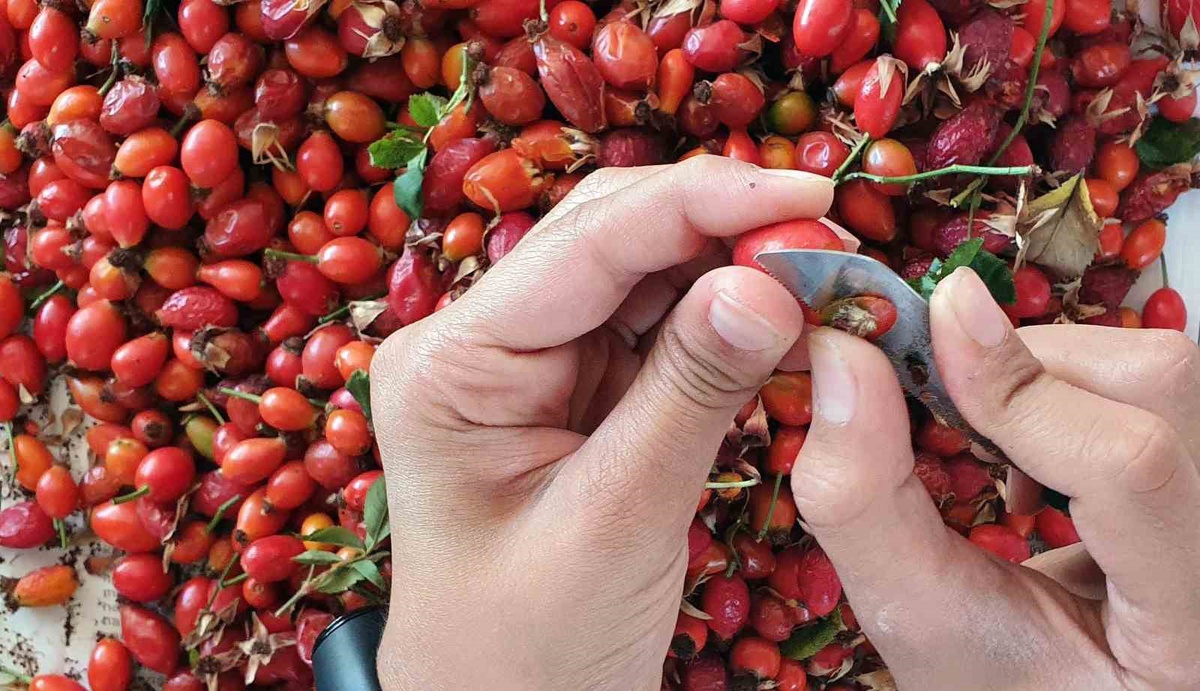 Erzincan\'da kuşburnu mesaisi başladı, marmelat kavanozlara giriyor