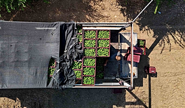Adana'da limon hasadı başladı, 710 bin ton rekolte bekleniyor